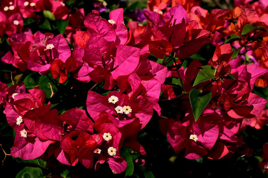 Bringing Tropical Vibes to Louisiana: Your Guide to Growing Bougainvilleas