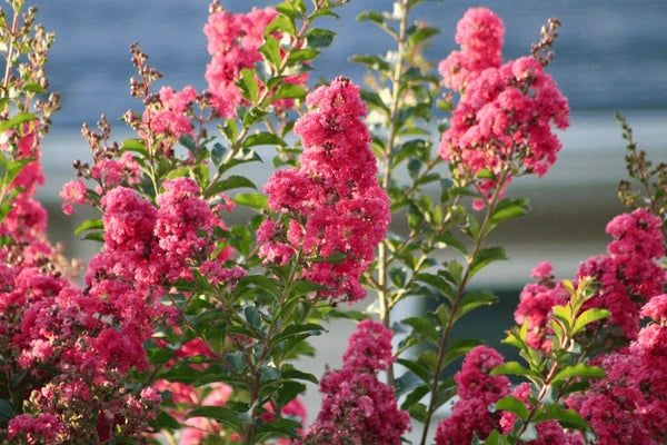 Stop the Crape Murder: A Fun Guide to Pruning Crape Myrtles Rig