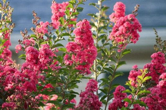 Stop the Crape Murder: A Fun Guide to Pruning Crape Myrtles Rig