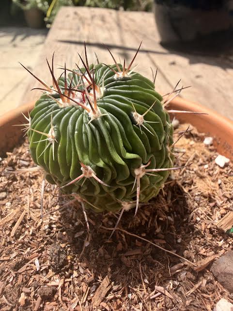The Brain Cactus: Stenocactus multicostatus