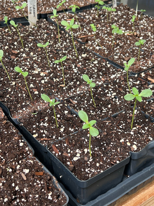 5 Essentials for Starting Seed