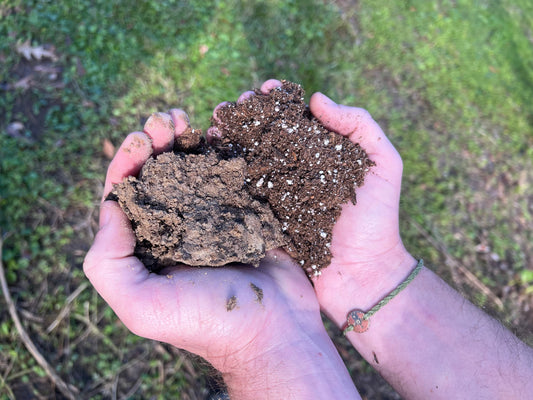 Louisiana Soil Testing Guide: Fertility Tips for Gardens