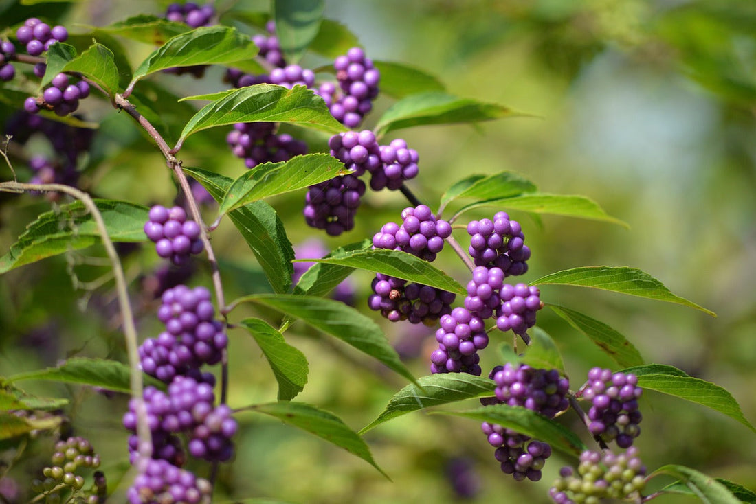 Repurposed Blog Post: Louisiana’s Native Plants Can—and Should—Be the Stars of Home Landscapes