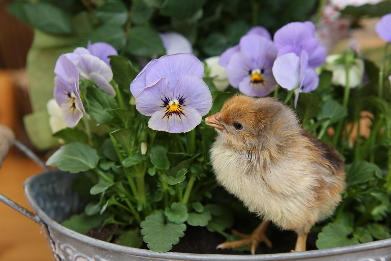 Cool-Season Annuals for Louisiana: Winter Planting Guide 2026 – Rouse's ...
