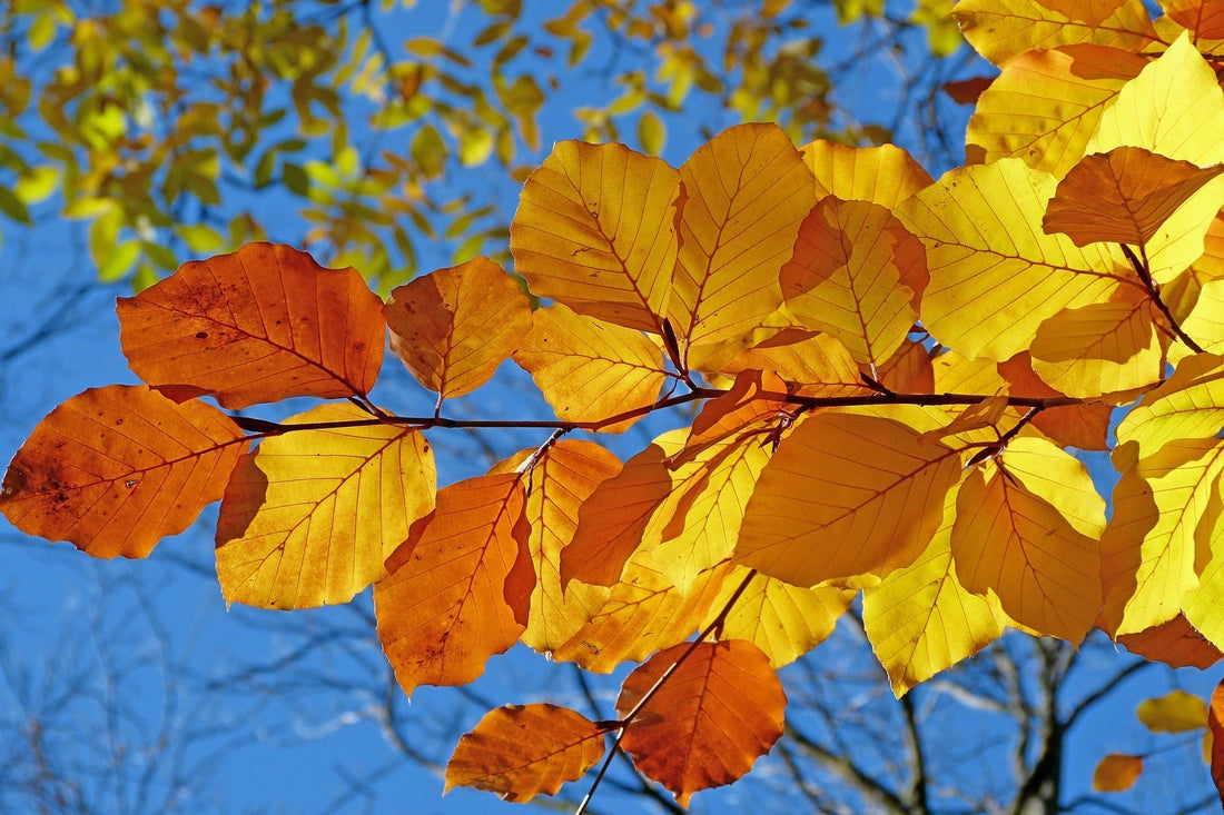 September Garden Guide - A Maintenance Checklist for South Louisiana