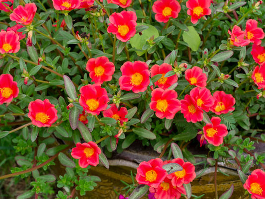 August Garden Guide - A Maintenance Checklist for South Louisiana