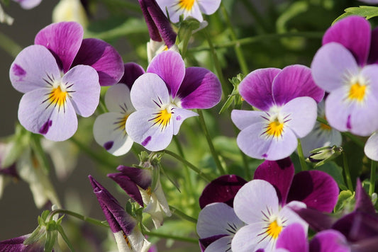 March Garden Guide - A Maintenance Checklist for South Louisiana