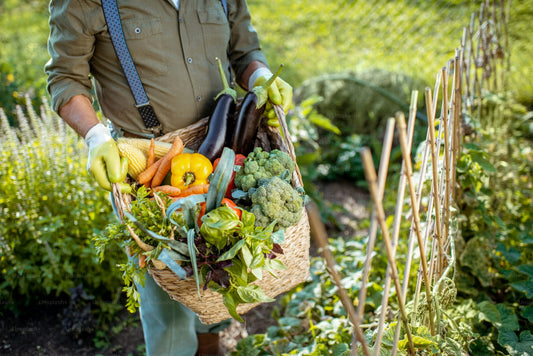 Get Your Hands Dirty: A Fun Guide to Starting Your Veggie Garden in 2025
