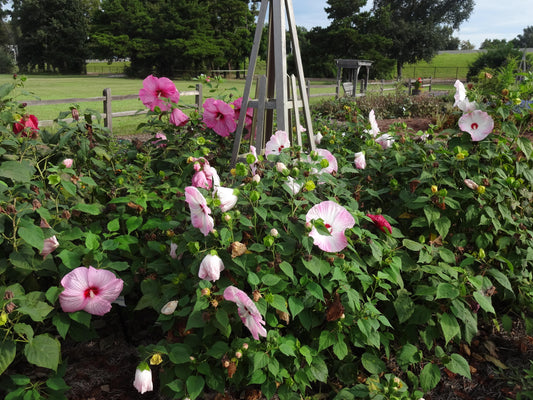 July Garden Maintenance