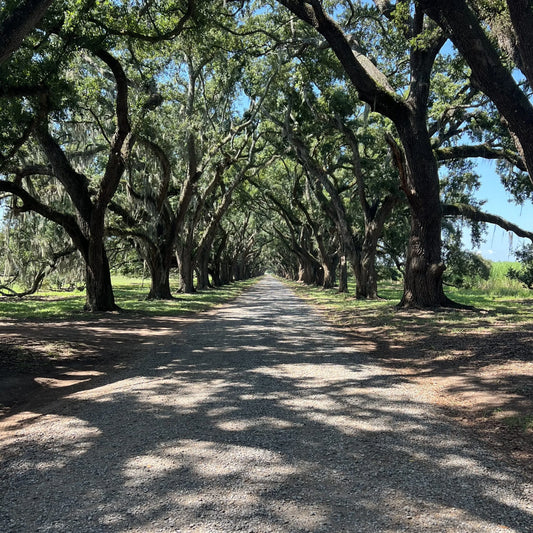 Shade Gardening in Louisiana: Best Plants & Tips for Shady Yards