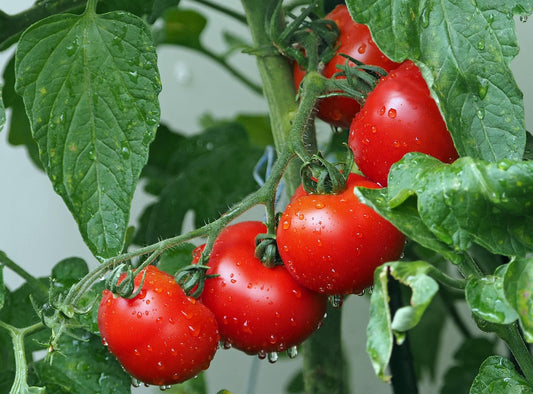 Repurposed Blog Post: Growing Fall Tomatoes in South Louisiana