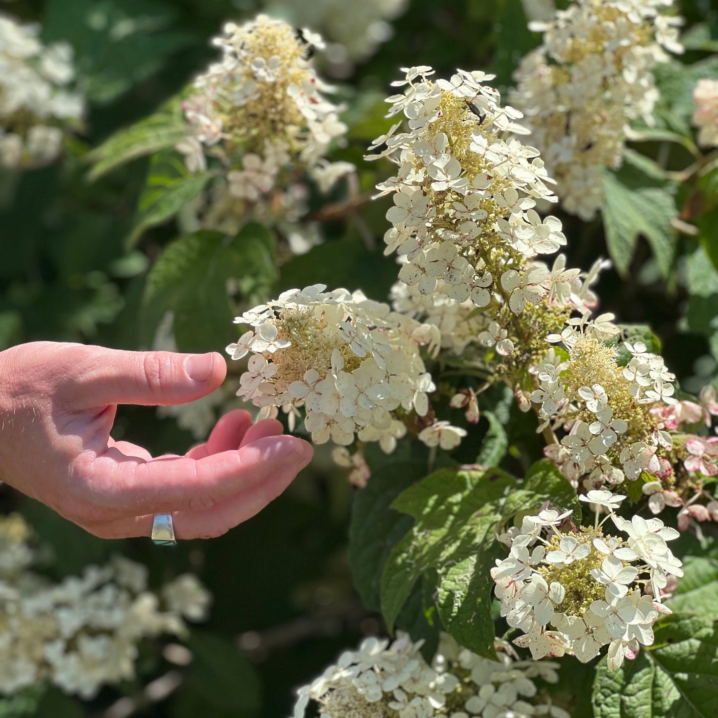 Horticultural Consultation for Industry Professionals (60 Minutes)